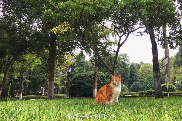 超過華為、蘋果！11月小米手機(jī)新機(jī)激活量中國第一