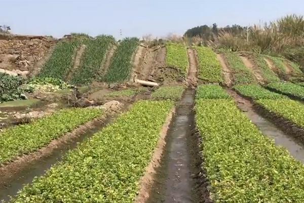 [流言板]TA：森林狼想圍繞華子建隊(duì)，尼克斯想要唐斯那必須出迪溫