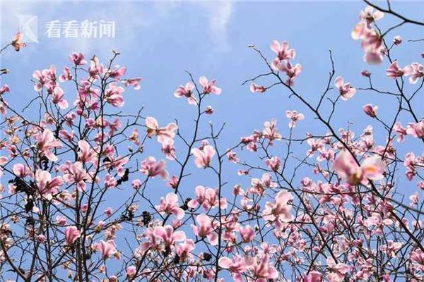 菜花變紫是怎么回事