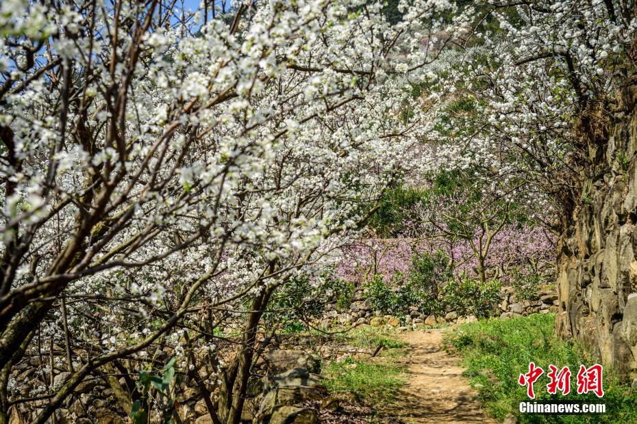 地球史上最大的飛行生物！500斤 如何起飛