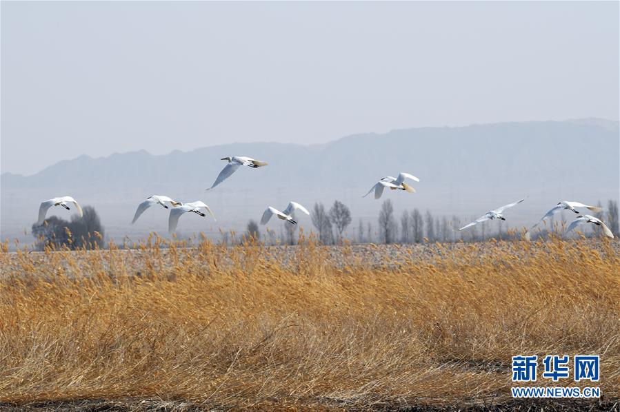 [流言板]奧莫特滯空頂開張陳治鋒強(qiáng)硬打進(jìn)，做出Too Small慶祝動(dòng)作